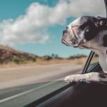 What CBD Oil Can Do For Pets