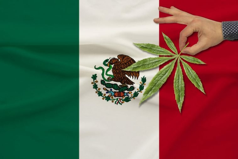 México: Viene La Legalización de Cannabis. Y Usted…¿¿Se Lanza Ahora?? 