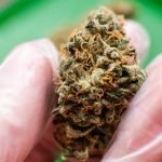 Study Finds Marijuana 25% Stronger Now Than Five Decades Ago