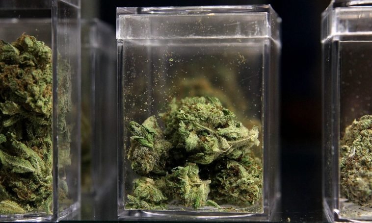 Marijuana Is Biggest Winner In The 2020 Election