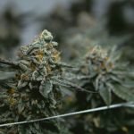 Guide to Cannabis Strains Including CBD Hemp Flower Suzy Q