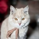 Things You Should Know Before Using CBD Oil Products For Your Pet Cat