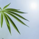 Hemp: Marijuana Or Not Marijuana?