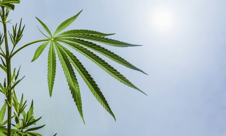 Hemp: Marijuana Or Not Marijuana?