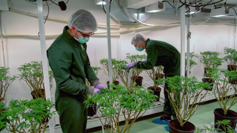 U.N. Reclassifies Cannabis as a Less Dangerous Drug