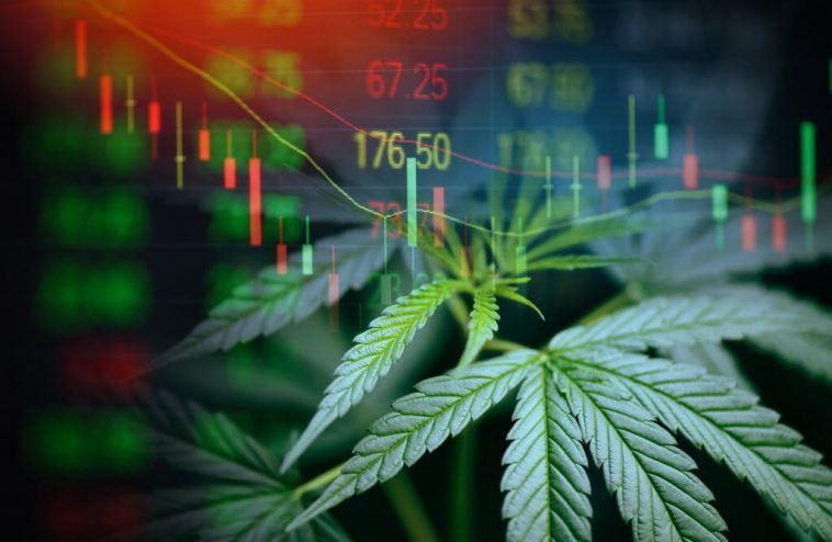 What is the Right Way to Compensate Key Cannabis Executives and Employees? With Stock or Options?