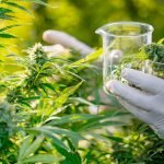 House Approves Bill To Enhance Medical Marijuana Research