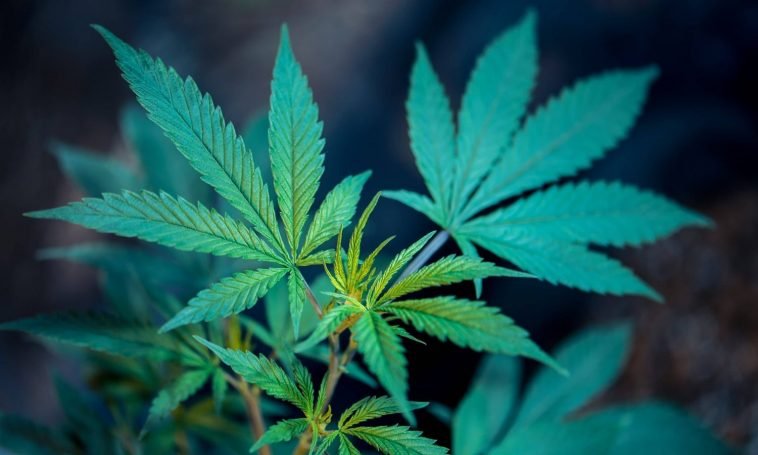 Is Marijuana Really Legal Without The Freedom To Grow At Home?