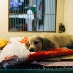 New Cannabis Company Launches With Sights Set On Awareness For Pet Adoption