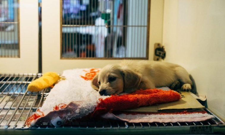 New Cannabis Company Launches With Sights Set On Awareness For Pet Adoption