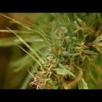 What You Need To Know About CBD Oil, The Health Craze Getting National Buzz | NBC Nightly News