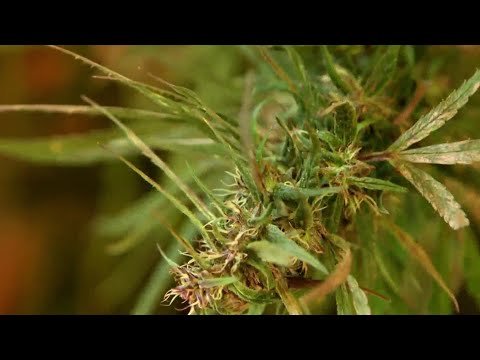 What You Need To Know About CBD Oil, The Health Craze Getting National Buzz | NBC Nightly News