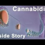 The Inside Story of Cannabidiol – What are the Benefits of CBD?