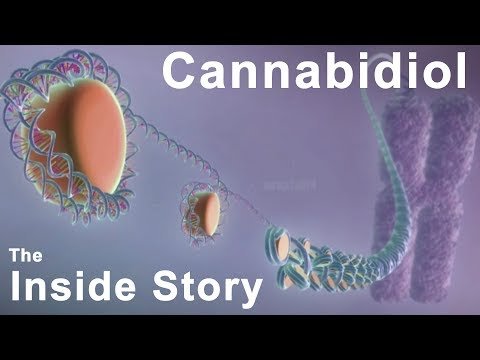 The Inside Story of Cannabidiol – What are the Benefits of CBD?
