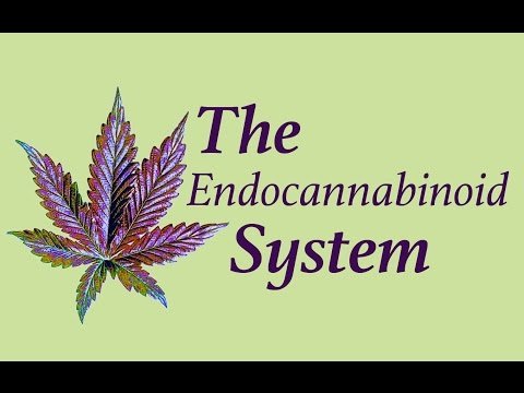 The Endocannabinoid System (ECS)