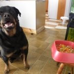 Cannabis Oil Cured My Dog Hip Dysplasia & Cancer