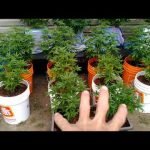 Outdoor Cannabis Marijuana Plants Early July