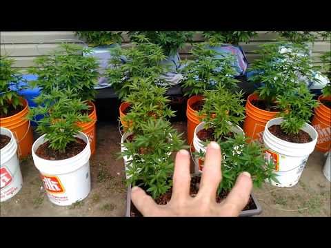 Outdoor Cannabis Marijuana Plants Early July