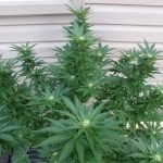 Flowering Cannabis Plants Early is Easy!