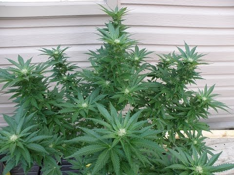 Flowering Cannabis Plants Early is Easy!