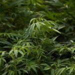 Mexico Set to Legalize Marijuana, Becoming World’s Largest Market