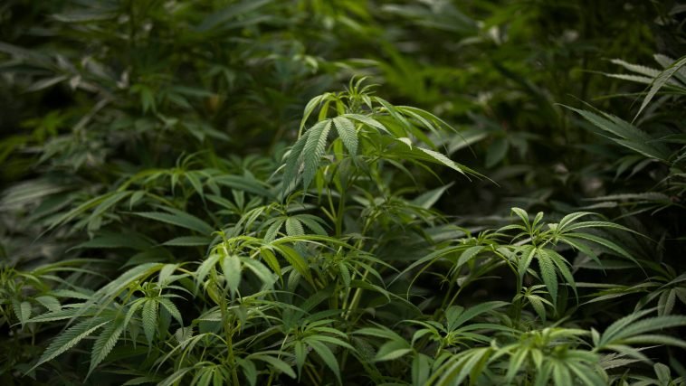 Mexico Set to Legalize Marijuana, Becoming World’s Largest Market