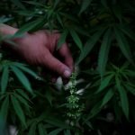 A Green Wave? Mexico’s Marijuana Market May Be Middling