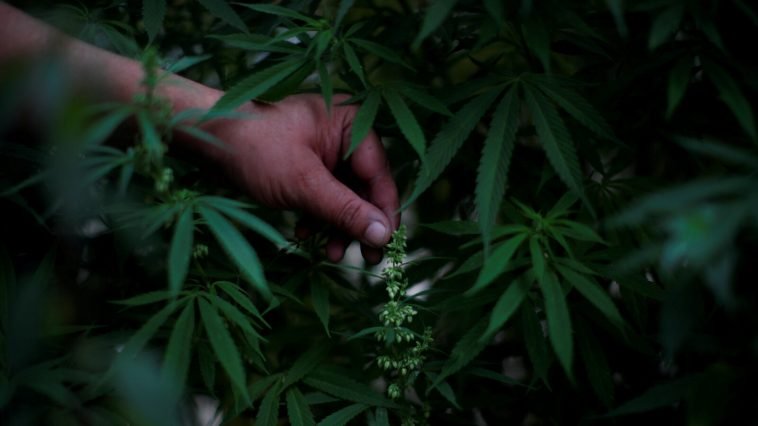 A Green Wave? Mexico’s Marijuana Market May Be Middling