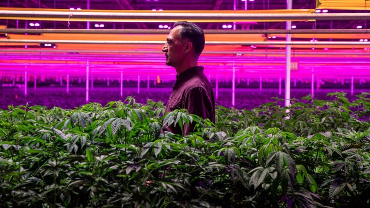 The Temple and the Weed Farm