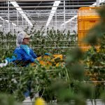 In a Milestone, Schumer Will Propose Federal Decriminalization of Marijuana