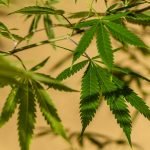 Where Does Weed Come From? A New Study Suggests East Asia.