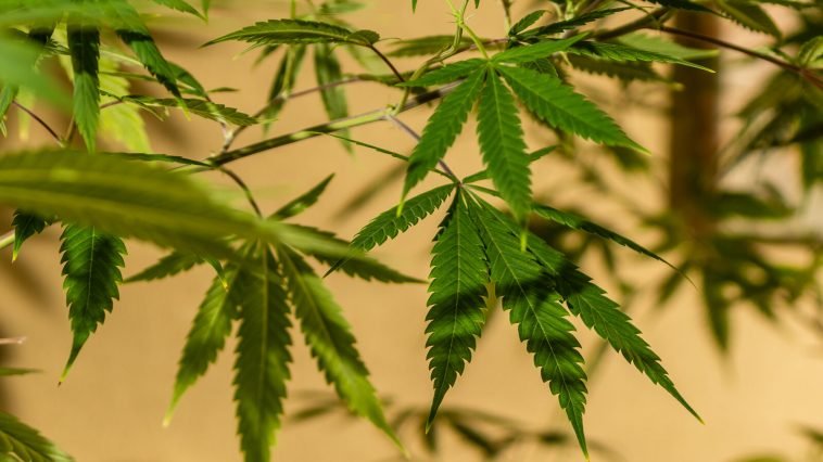 Where Does Weed Come From? A New Study Suggests East Asia.