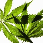 Can Marijuana Make You a Better Athlete?