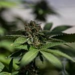 Why Marijuana Can Disqualify a Runner From the Olympics