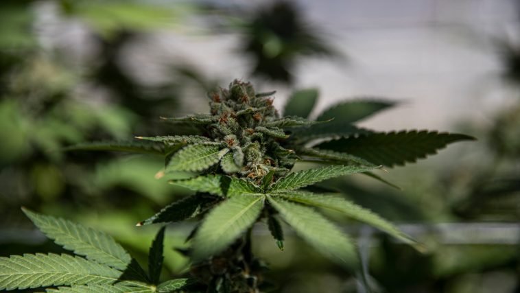 Why Marijuana Can Disqualify a Runner From the Olympics