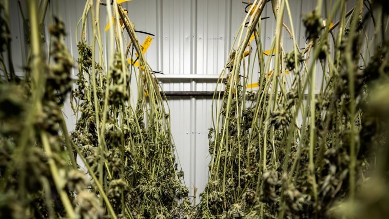How Oklahoma Became a Marijuana Boom State
