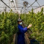 Thailand Will Give Away 1 Million Weed Plants