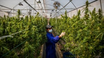 Thailand Will Give Away 1 Million Weed Plants