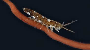 Like Bees of the Seas, These Crustaceans Pollinate Seaweed