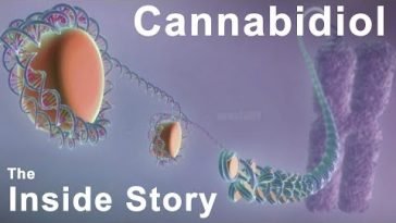 The Inside Story of Cannabidiol – What are the Benefits of CBD?