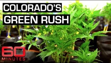 Growing medicinal marijuana in the Rocky Mountain state | 60 Minutes Australia
