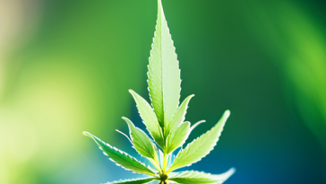 Unlocking the Potential of CBD in Soothing Inflammation