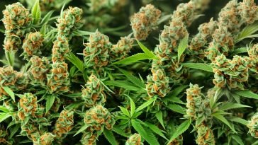 CBD vs. THC: The Battle for Anxiety Relief