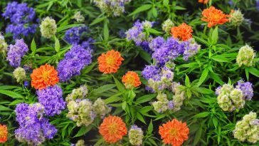 CBD and ADHD: What You Need to Know Before Trying It