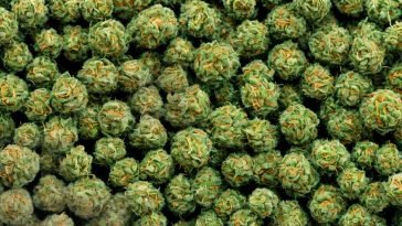 Understanding CBD: What Parents Need to Know