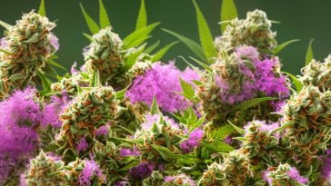 Cannabis Study Reveals CBD’s Potential in Anxiety Relief