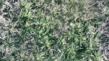 Understanding CBD Oil: The Non-Psychoactive Alternative to THC