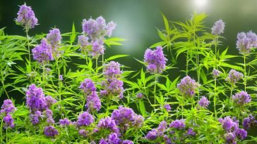 Understanding CBD Oil and Its Potential for Lupus Treatment