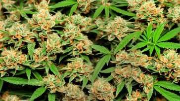 Japan’s CBD Regulations: New Guidelines Raise Concerns Among Experts