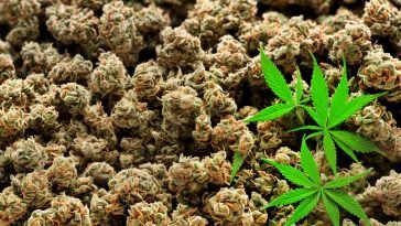 The Impact of Medicinal Cannabis Oil on Cognitive Function: New Study Insights